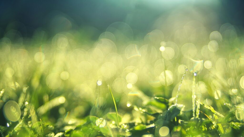 Close-up of sunlit green grass with bokeh, capturing fresh morning dew in an outdoor garden.